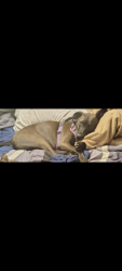 Lost Male Dog last seen Cornelius elementary School, Cornelius, NC 28031