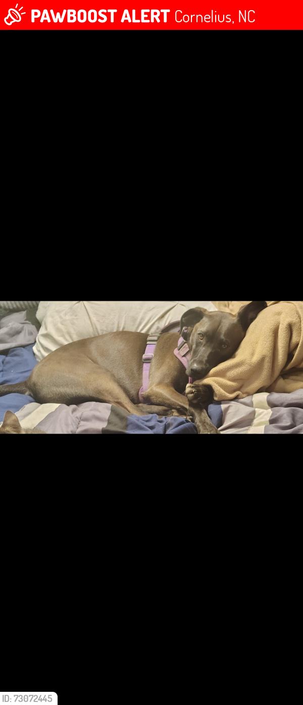 Lost Male Dog last seen Cornelius elementary School, Cornelius, NC 28031