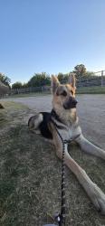 Found/Stray Male Dog last seen Union , San Joaquin County, CA 95337