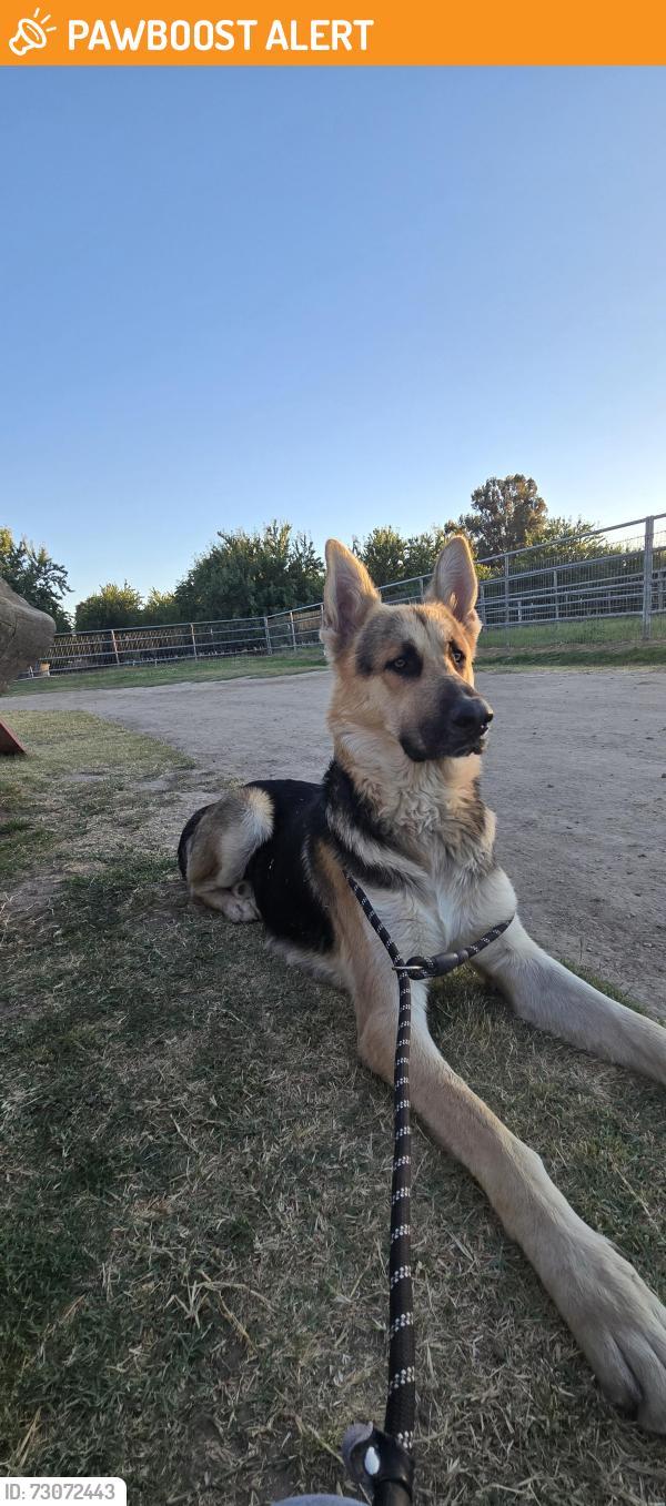 Found/Stray Male Dog last seen Union , San Joaquin County, CA 95337