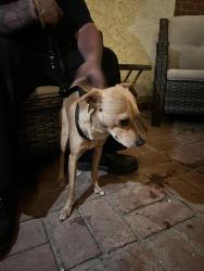 Found/Stray Male Dog last seen Corbin/Hart, Los Angeles, CA 91335