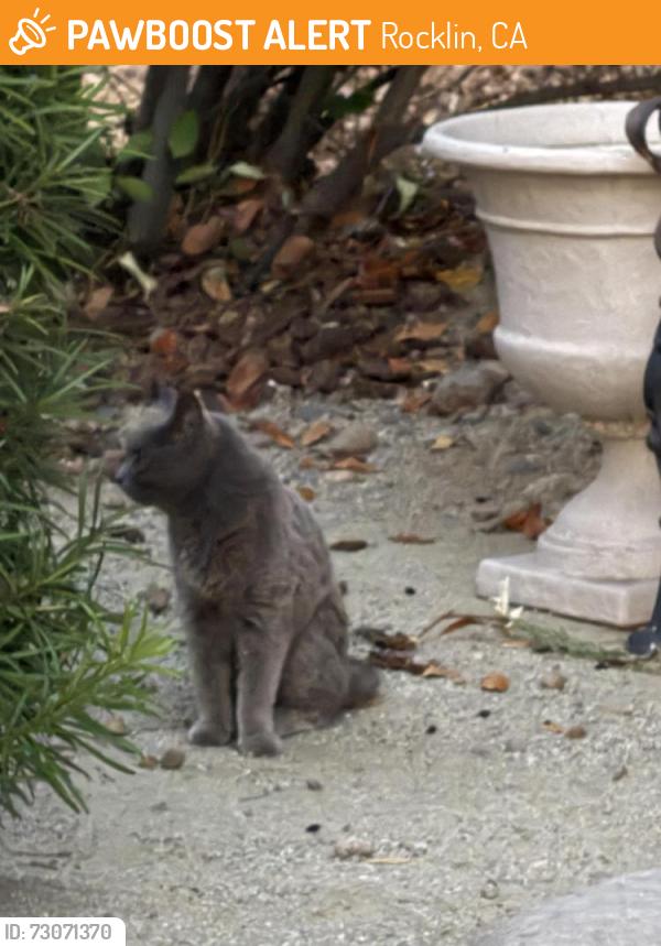 Found/Stray Unknown Cat last seen Joe Hernandez park, Rocklin, CA 95677