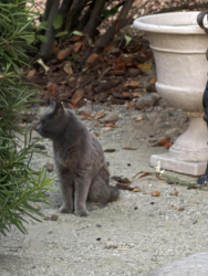 Found/Stray Unknown Cat last seen Joe Hernandez park, Rocklin, CA 95677