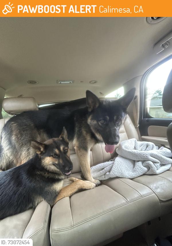 Found/Stray Unknown Dog last seen West avenue L and 4th street, Calimesa, CA 92320