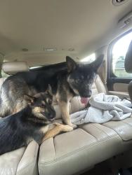 Found/Stray Unknown Dog last seen West avenue L and 4th street, Calimesa, CA 92320