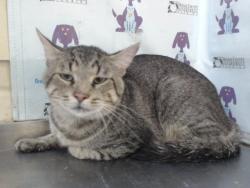 Shelter Stray Male Cat last seen , 2769 Conroy Rd, Orlando, FL 32839, USA