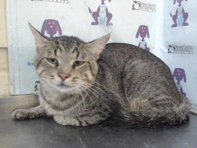 Shelter Stray Male Cat last seen , 2769 Conroy Rd, Orlando, FL 32839, USA