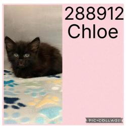 Shelter Stray Female Cat last seen ANTHONY RD. (COTRELL CT.), 4214 Fulton Mill Rd, Macon, GA 31216, USA