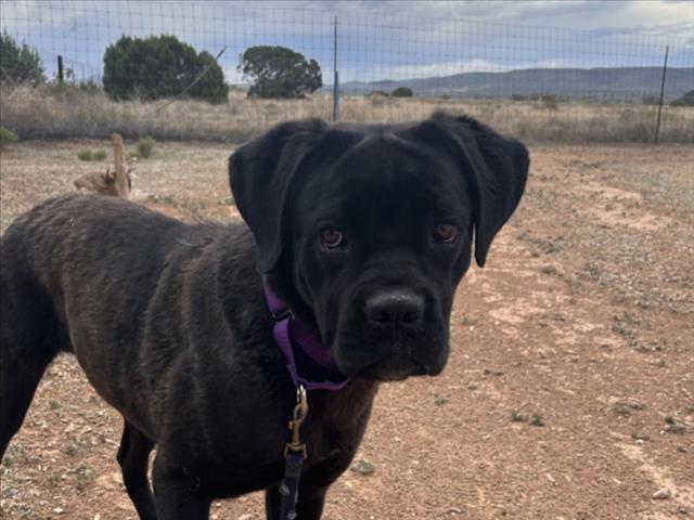 Shelter Stray Female Dog last seen HENRY LYNCH / AGUA FRIA SANTA FE NM 87507, 100 Caja Del Rio Rd, Santa Fe, NM 87507, USA