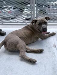 Shelter Stray Male Dog last seen Near BLOCK NW 135 ST, 3599 NW 79th Ave, Doral, FL 33122, USA