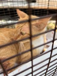Shelter Stray Male Cat last seen Near BLOCK SW 10TH ST, 3599 NW 79th Ave, Doral, FL 33122, USA