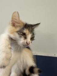 Shelter Stray Female Cat last seen Near BLOCK W 21 ST, 3599 NW 79th Ave, Doral, FL 33122, USA