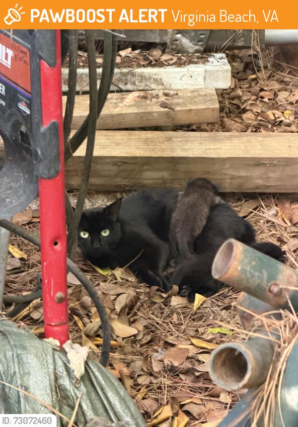 Found/Stray Female Cat last seen Edwin Dr. and Independence Blvd, Virginia Beach, VA 23462