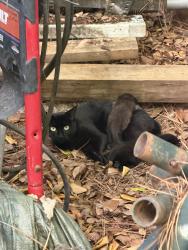 Found/Stray Female Cat last seen Edwin Dr. and Independence Blvd, Virginia Beach, VA 23462