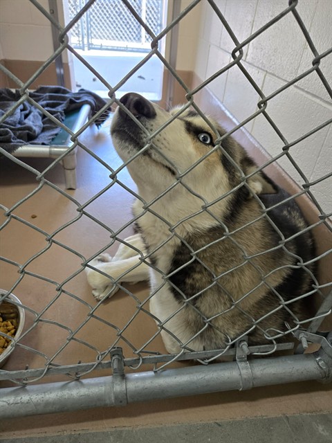 Shelter Stray Male Dog last seen Near PRAIRIE MOON LN, SPARKS NV 89436, 2825 Longley Ln Suite A, Reno, NV 89502, USA