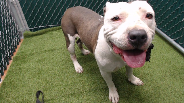 Shelter Stray Male Dog last seen , 11258 Garfield Ave, Downey, CA 90242, USA