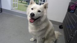 Shelter Stray Male Dog last seen 3RD/PALOU, 1419 Bryant St, San Francisco, CA 94103, USA