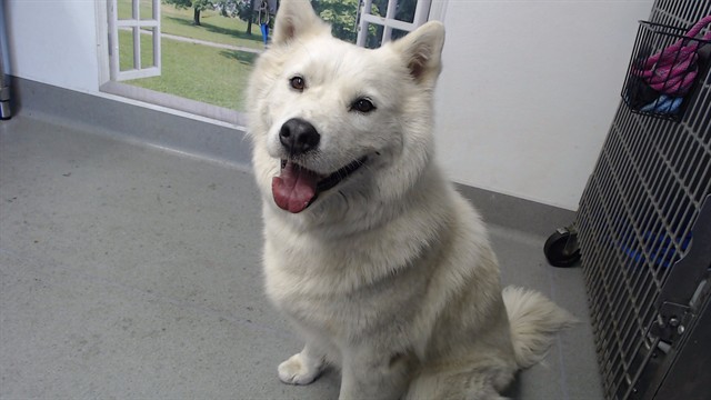 Shelter Stray Male Dog last seen 3RD/PALOU, 1419 Bryant St, San Francisco, CA 94103, USA