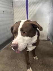Shelter Stray Male Dog last seen STERLING X DATE PL, 333 Chandler Pl, San Bernardino, CA 92408, USA