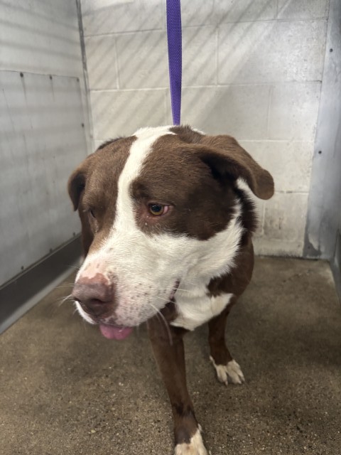 Shelter Stray Male Dog last seen STERLING X DATE PL, 333 Chandler Pl, San Bernardino, CA 92408, USA