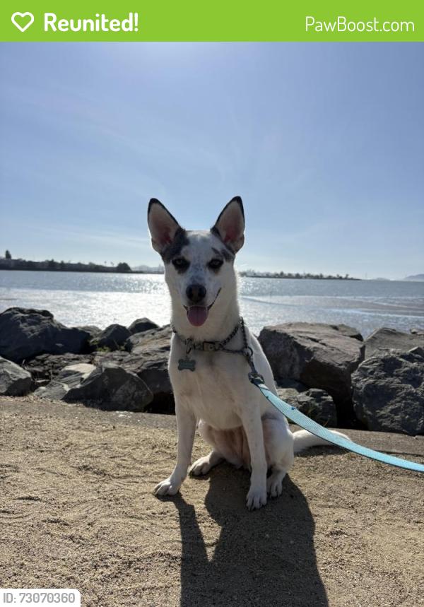 Reunited Female Dog last seen S 1st street and Florida ave, Richmond ca , Richmond, CA 94804