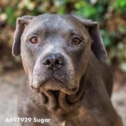 Shelter Stray Female Dog last seen Near MARINA VIEW DR, 2127 Front St, Sacramento, CA 95818, USA