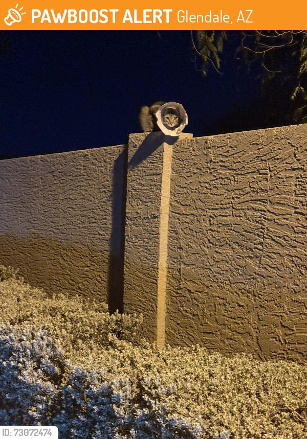 Found/Stray Male Cat last seen Cholla St and 61st Ave, Glendale, AZ 85304