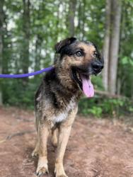 Shelter Stray Male Dog last seen CHARLOTTE, 8315 Byrum Dr, Charlotte, NC 28217, USA