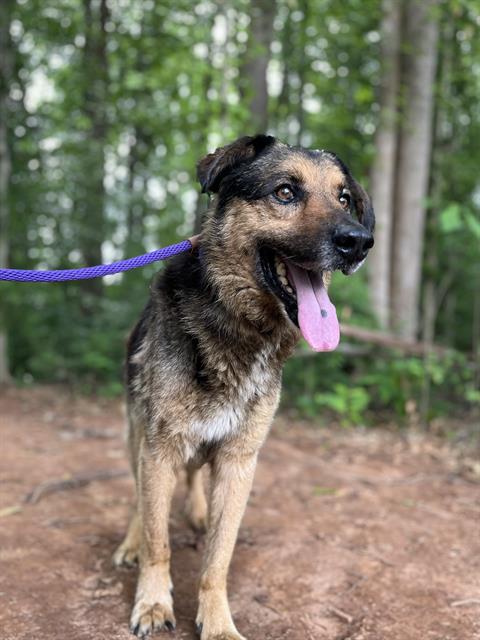 Shelter Stray Male Dog last seen CHARLOTTE, 8315 Byrum Dr, Charlotte, NC 28217, USA