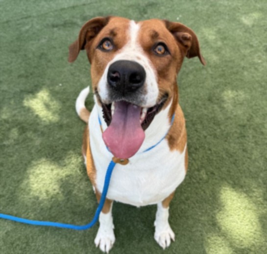Shelter Stray Female Dog last seen , West Valley Animal Shelter, 20655 Plummer St, Chatsworth, CA 91311, USA