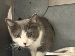Shelter Stray Female Cat last seen , West Valley Animal Shelter, 20655 Plummer St, Chatsworth, CA 91311, USA