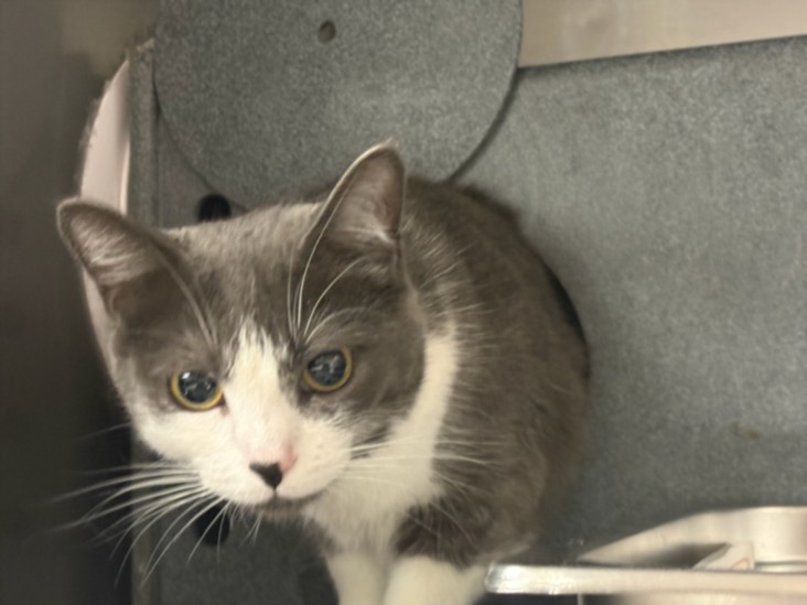 Shelter Stray Female Cat last seen , West Valley Animal Shelter, 20655 Plummer St, Chatsworth, CA 91311, USA
