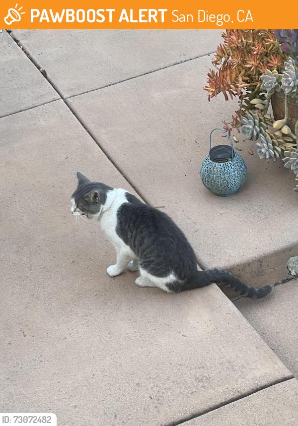 Found/Stray Unknown Cat last seen Athens Alta Mesa way, San Diego, CA 92115