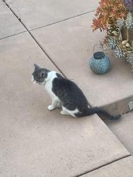 Found/Stray Unknown Cat last seen Athens Alta Mesa way, San Diego, CA 92115