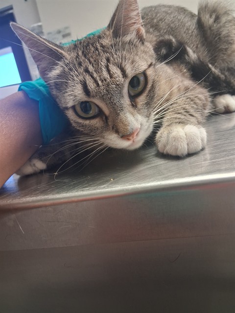 Shelter Stray Female Cat last seen ABANDONED AT SHELTER, 201 S Mt Vernon Ave, Bakersfield, CA 93307, USA