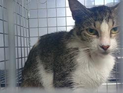 Shelter Stray Female Cat last seen Near BLOCK DOGWOOD DR, MIRAMAR FL 33023, 2400 SW 42nd St, Fort Lauderdale, FL 33312, USA