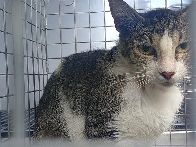 Shelter Stray Female Cat last seen Near BLOCK DOGWOOD DR, MIRAMAR FL 33023, 2400 SW 42nd St, Fort Lauderdale, FL 33312, USA