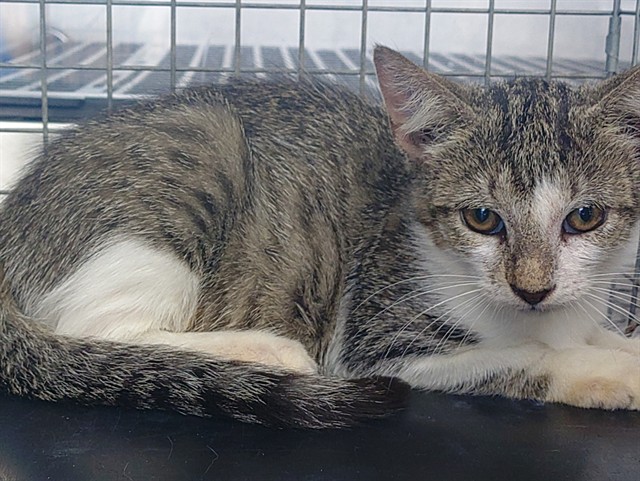 Shelter Stray Male Cat last seen Near BLOCK DOGWOOD DR, MIRAMAR FL 33023, 2400 SW 42nd St, Fort Lauderdale, FL 33312, USA