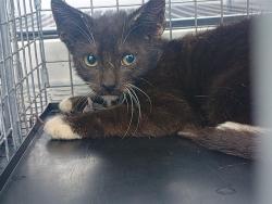Shelter Stray Male Cat last seen Near BLOCK DOGWOOD DR, MIRAMAR FL 33023, 2400 SW 42nd St, Fort Lauderdale, FL 33312, USA