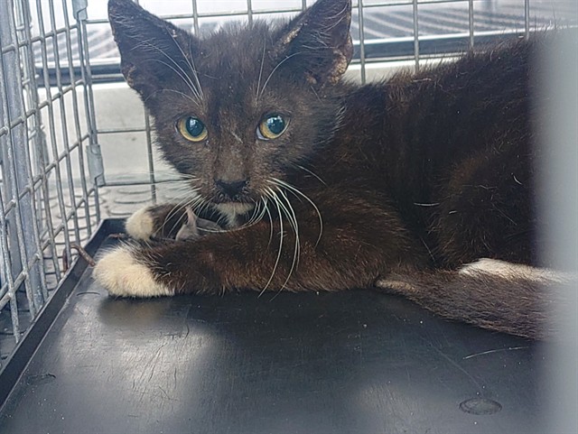 Shelter Stray Male Cat last seen Near BLOCK DOGWOOD DR, MIRAMAR FL 33023, 2400 SW 42nd St, Fort Lauderdale, FL 33312, USA