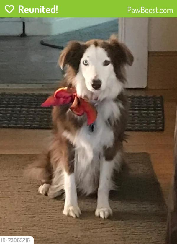 Reunited Female Dog last seen Springbrook Rd and 39th Ave., Pleasant Prairie, WI 53158