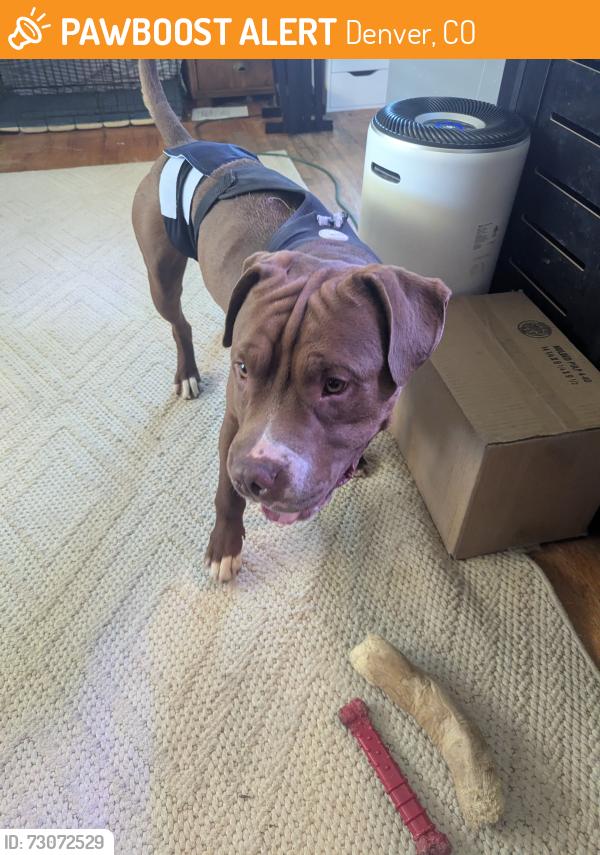 Found/Stray Male Dog last seen 35th Street & Pontiac Street, Denver, CO 80207