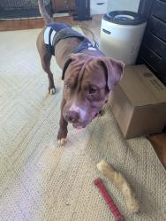 Found/Stray Male Dog last seen 35th Street & Pontiac Street, Denver, CO 80207