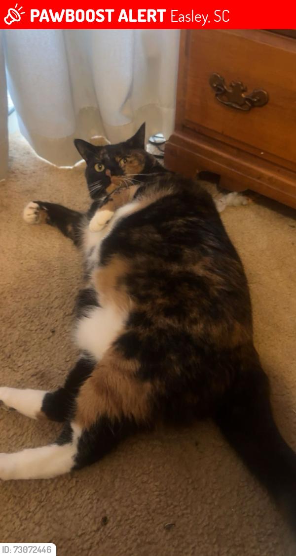 Lost Unknown Cat last seen Near Old Liberty Roaf, Easley, SC 29640