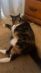 Lost Unknown Cat last seen Near Old Liberty Roaf, Easley, SC 29640