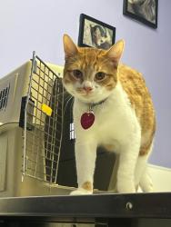 Lost Male Cat last seen Maytag park, Jasper County, IA 50208