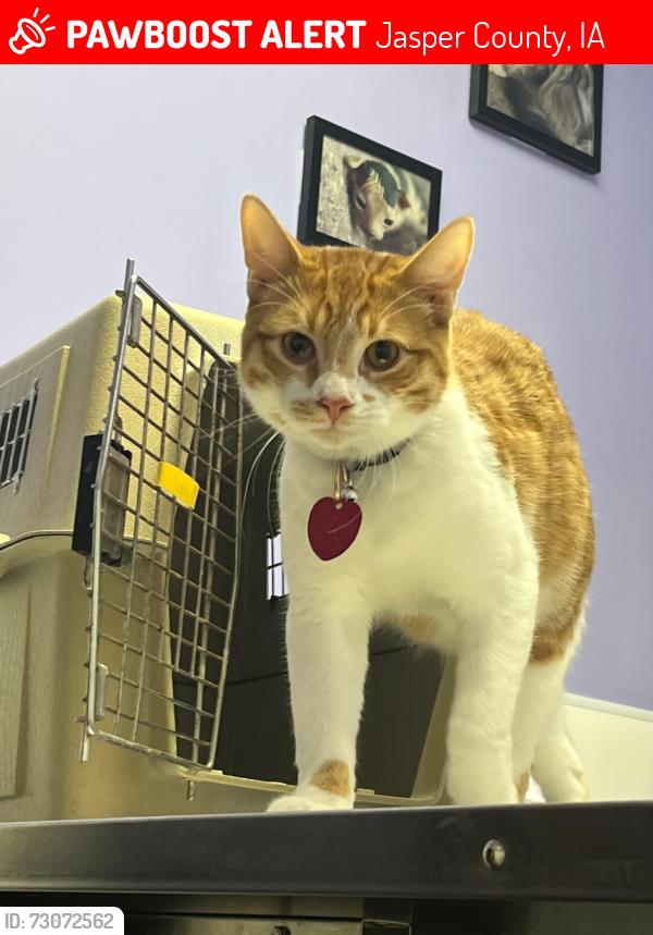 Lost Male Cat last seen Maytag park, Jasper County, IA 50208