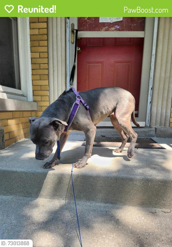 Reunited Female Dog last seen Hamlin and 66th street, Chicago, IL 60629