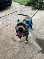 Found/Stray Male Dog last seen McDonald’s, Johnson City, TN 37604