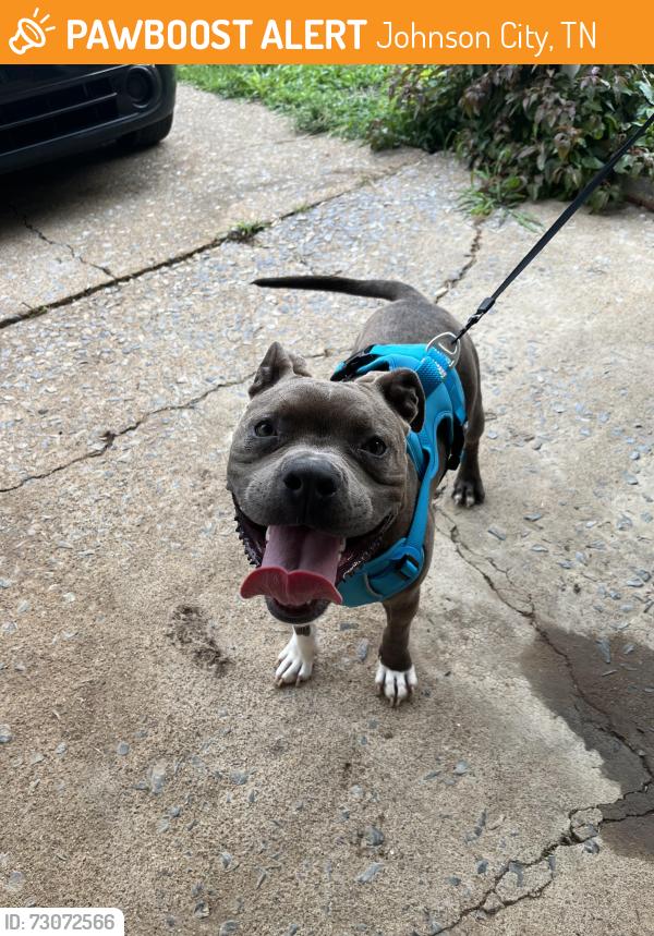 Found/Stray Male Dog last seen McDonald’s, Johnson City, TN 37604